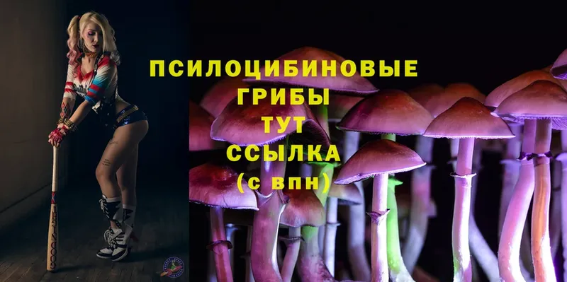 Галлюциногенные грибы Psilocybine cubensis  Новошахтинск 